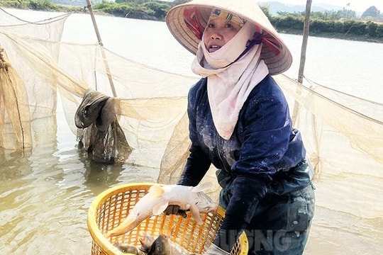 Thơm ngon cá chép Hưng Đạo